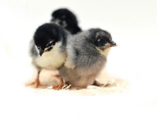 Coastal Country - Simplifying Poultry Care for Backyard Farmers