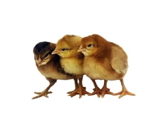 Coastal Country - Raising Healthy Poultry with Quality Supplies