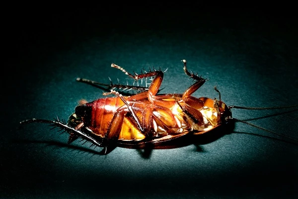 Why You Need a Port St. Lucie Termite Inspection from Ben’s Pest Control