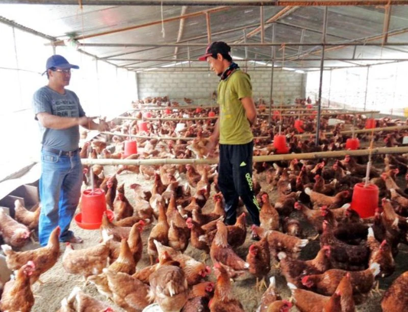Best Poultry Farming Techniques in Nepal