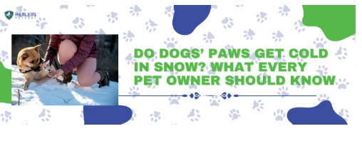 Do Dogs’ Paws Get Cold in Snow? What Every Pet Owner Should Know