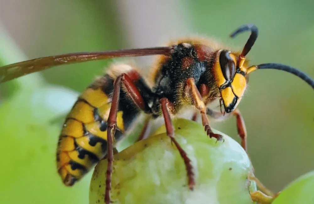 7 Stinging Truths About Wasp Terror
