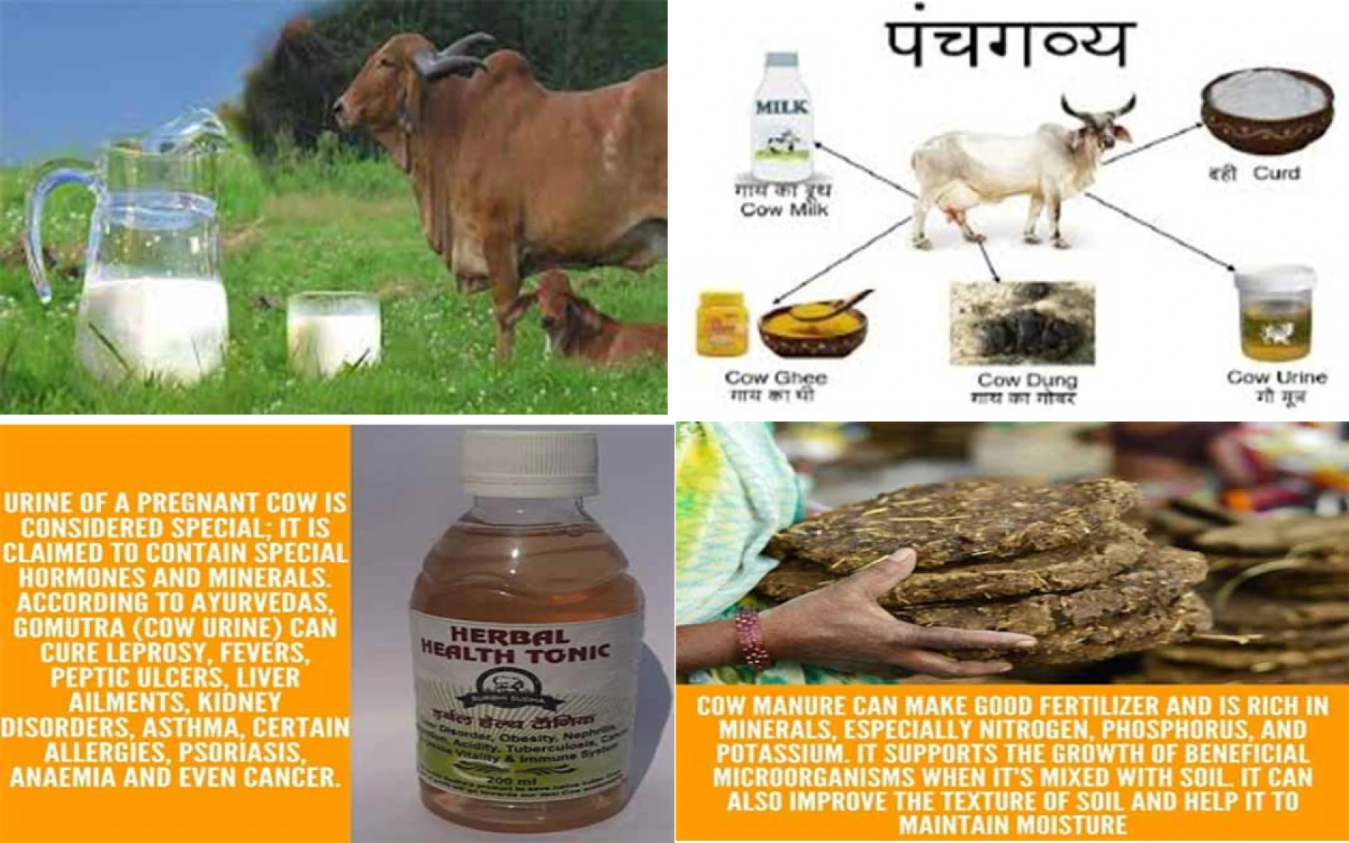The Timeless Value of the Cow in Indian Life: Health, Sustainability & Spiritual Significance
