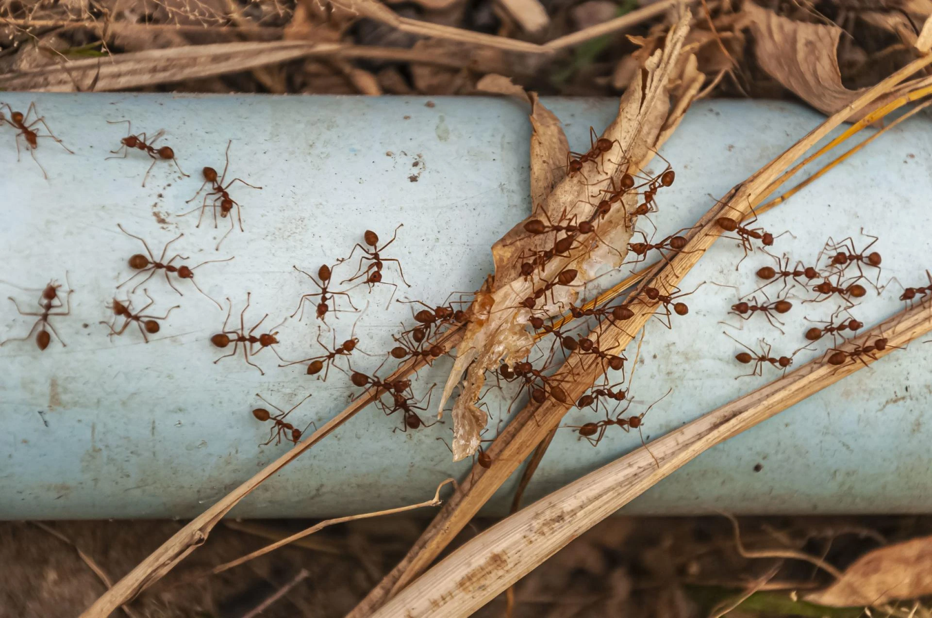 8 Ways to Get Rid of Ants Without Harming Your Lawn