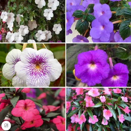 Breathe Life Into Your Home with Crassula and Flower Bulbs from Plantshub