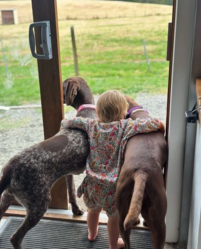 German Shorthaired Pointer Puppies Near Me – Start Your Journey with the Perfect Companion