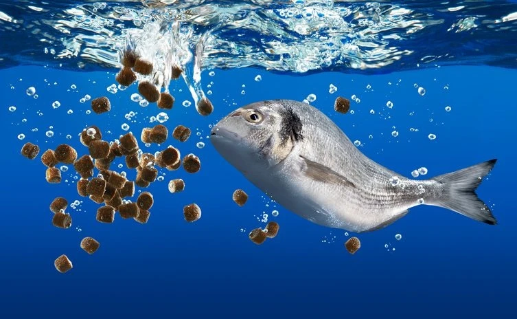 Fish Meal Manufacturing Plant Cost and Setup Report 2025: Business Plan, Project Details
