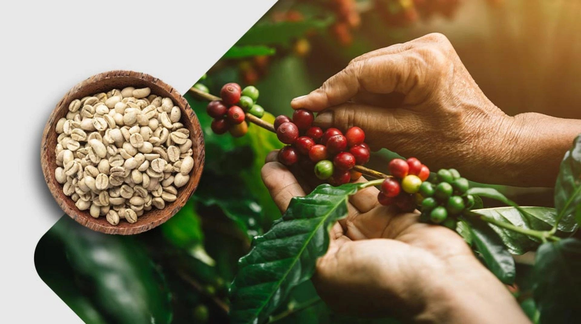 How Coffee Importers Can Drive Positive Impact in Farming Communities?