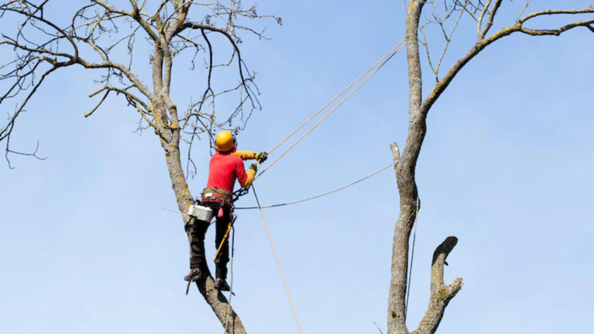 Avoid Costly Damage: Hire the Best Tree Service Cedar Park Has to Offer