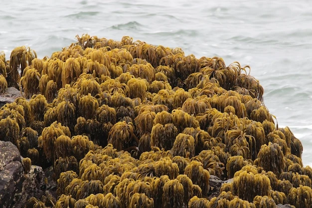 Where to Find Trusted Sea Moss Products in Australia