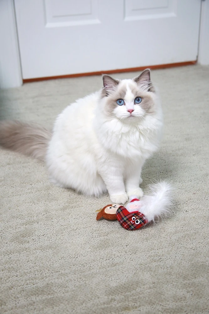 4 Signs Your Cat Might Be More Like a Dog