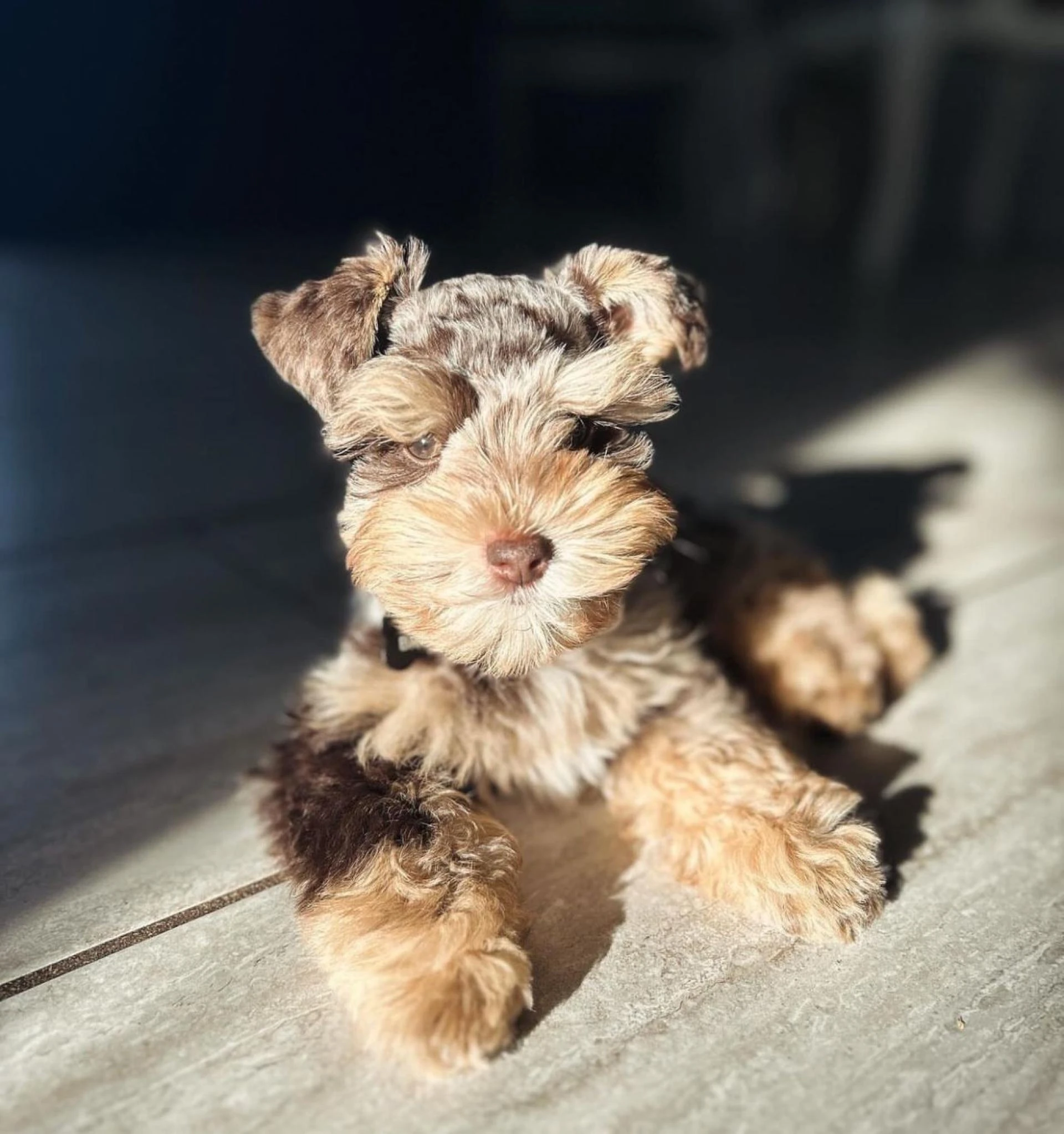 Dream Schnauzer Puppies Home: Trusted Experts in International Pet Shipping