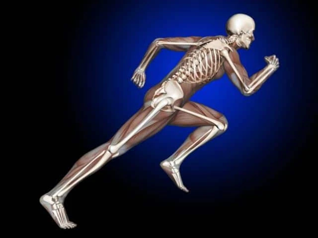 Bone and Musculoskeletal Allografts  Market Insights 2019, Competitive Landscape, Opportunity