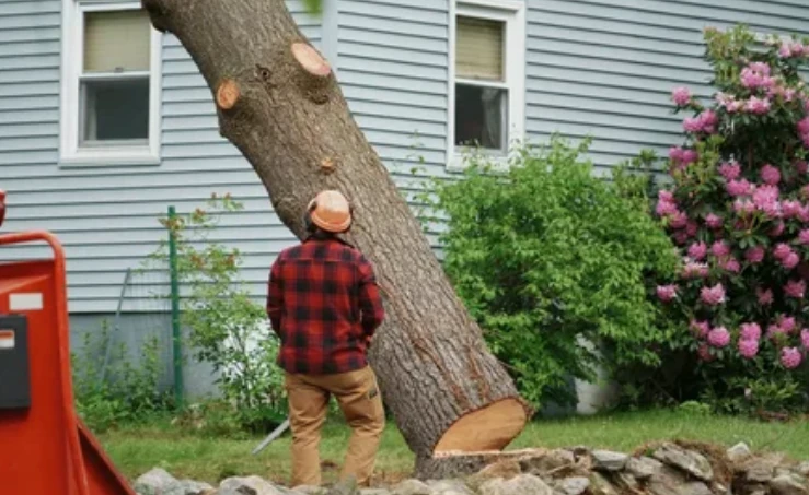 How to Safely Remove a Dead or Dangerous Tree from Your Property