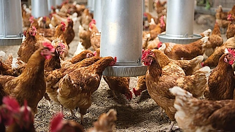 Poultry Health Market is Growing Globally with Comprehensive Insights and Key Companies Analysi