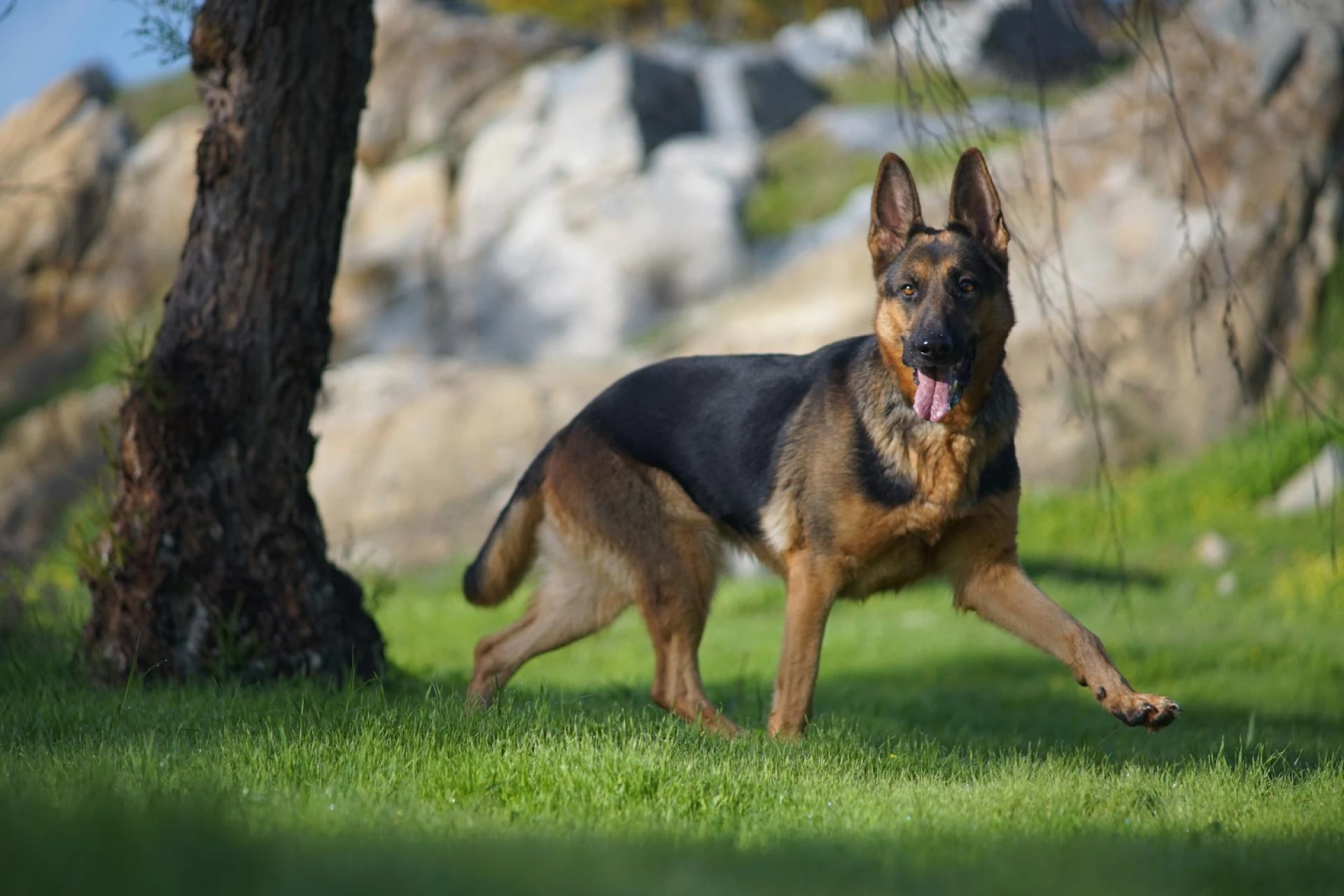 The Role of Khoji Dogs in Modern Crime Detection in Pakistan