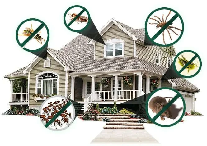 Say Goodbye to Pests with the Best Pest Control Solutions