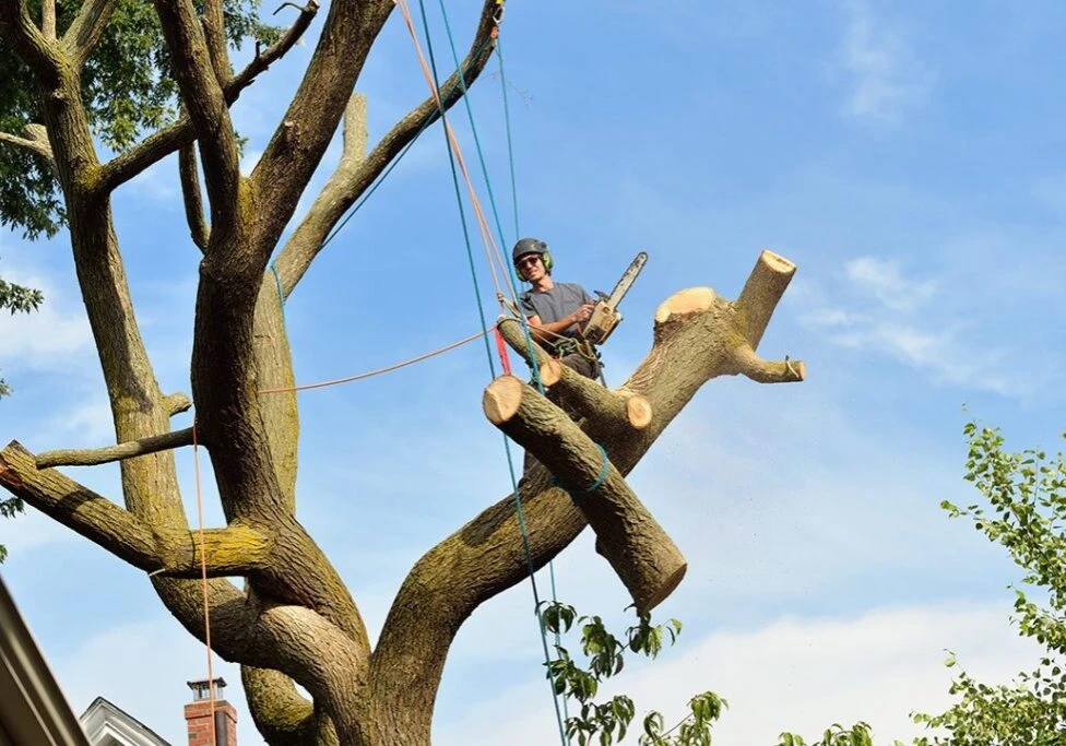 Affordable Tree Service in Houston: from Texas Tree Expert