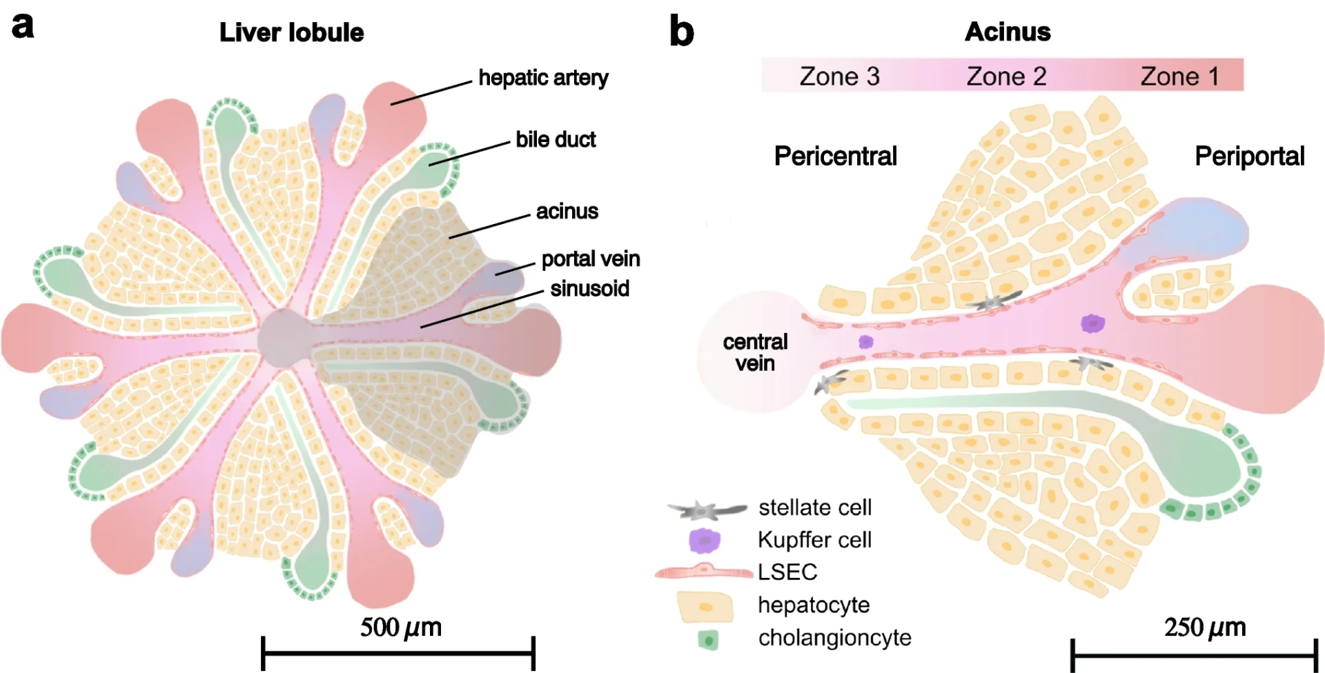 Microfluidic Device for Liver Zonation: Design & Testing