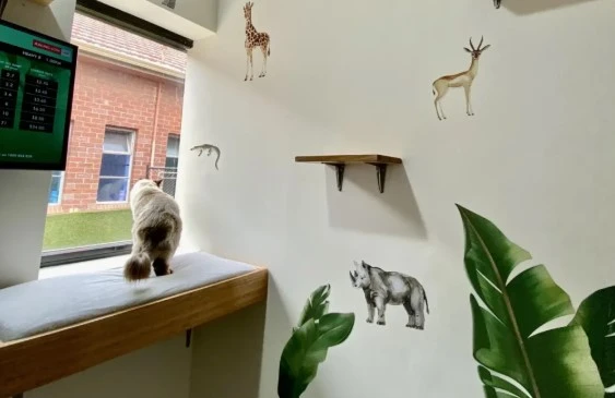 Discover Sydney’s Most Luxurious Cat Boarding Facility