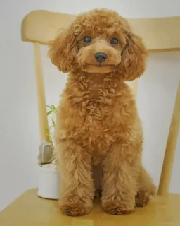 Trendy Poodle Cut Styles Your Pup Will Love