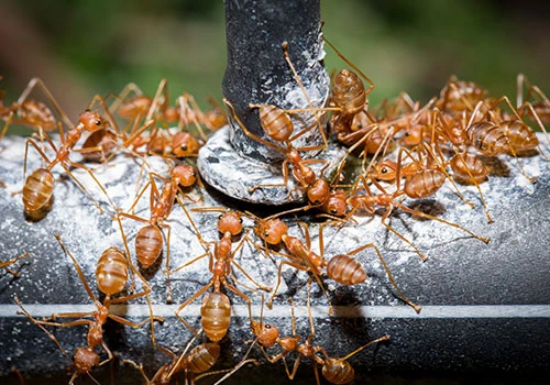 The Essential Guide to Wasp Nest Removal and Comprehensive Pest Control Services in the UK