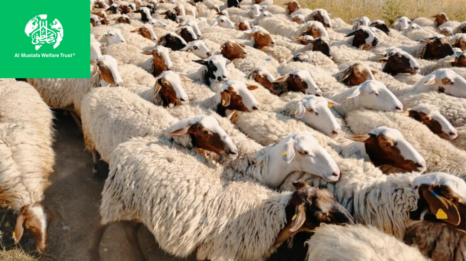 Top 7 Tips for Finding Affordable Qurbani Prices in 2025