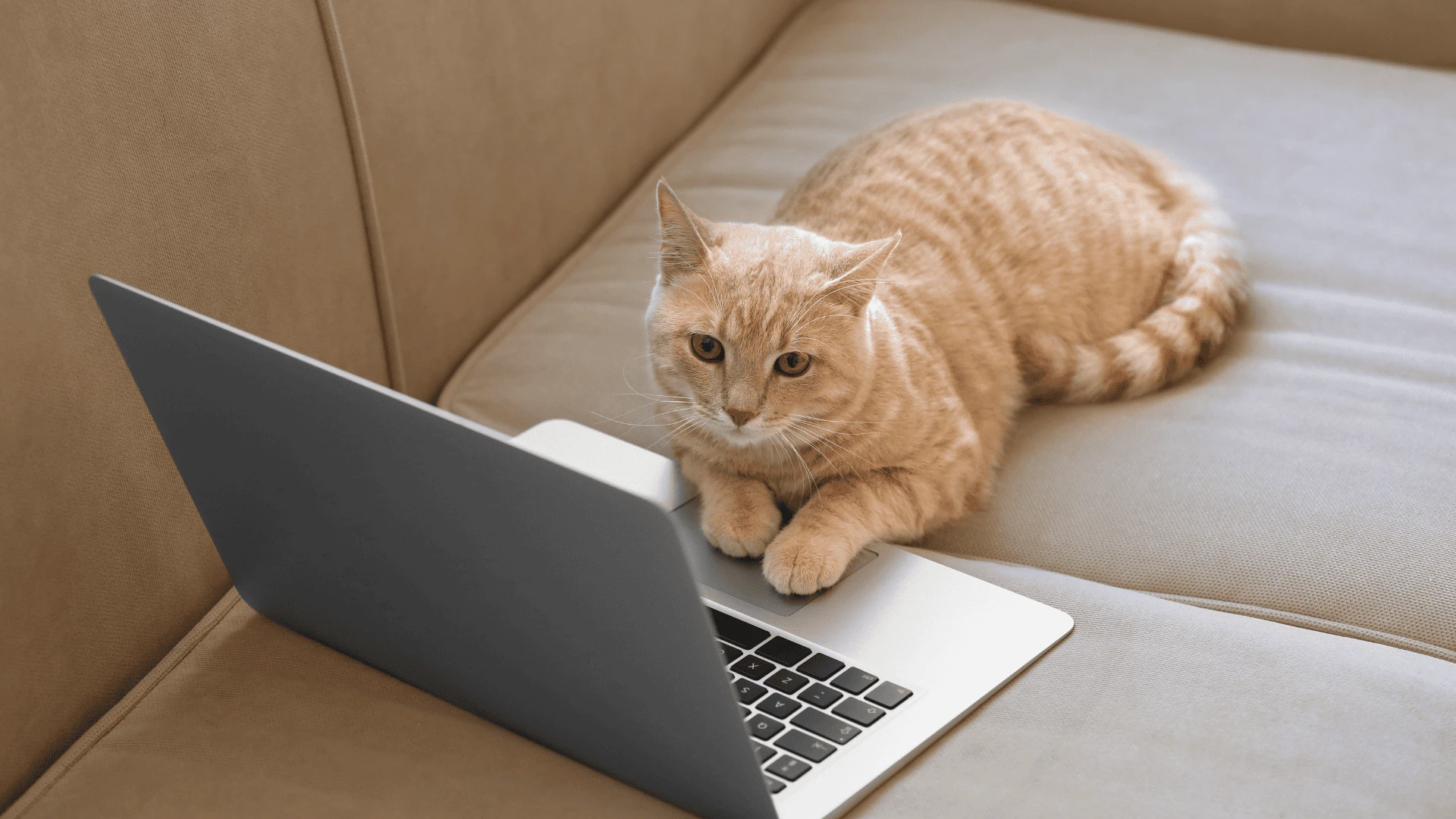 Why Pet Medical Insurance Is Becoming a Necessity for UAE Pet Owners