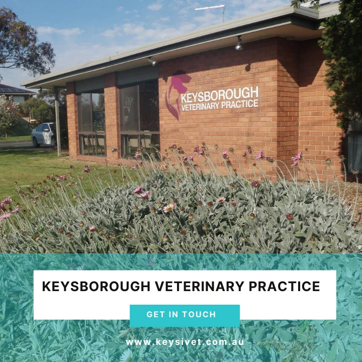 Wellness Vet Clinic Near You | Keysivet, Keysborough VIC