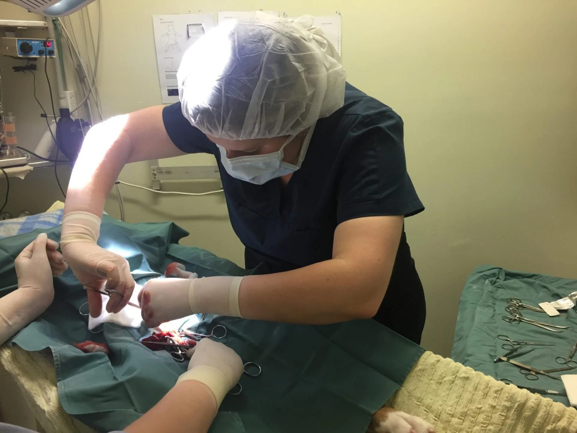 The Best Vet Surgeon Near You: Keysivet, Keysborough VIC