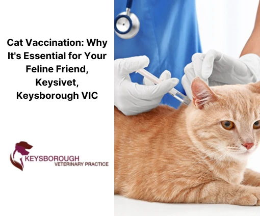 Cat Vaccination: Why It's Essential for Your Feline Friend