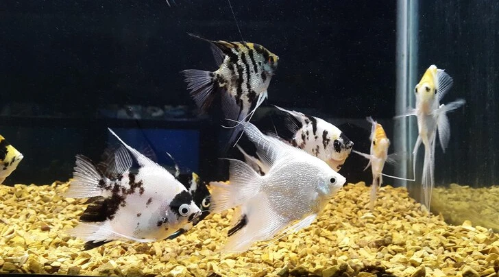 🐟 Home of Cichlids: Your One-Stop Shop for Food, Medication & Accessories 🧪🍽️🏠