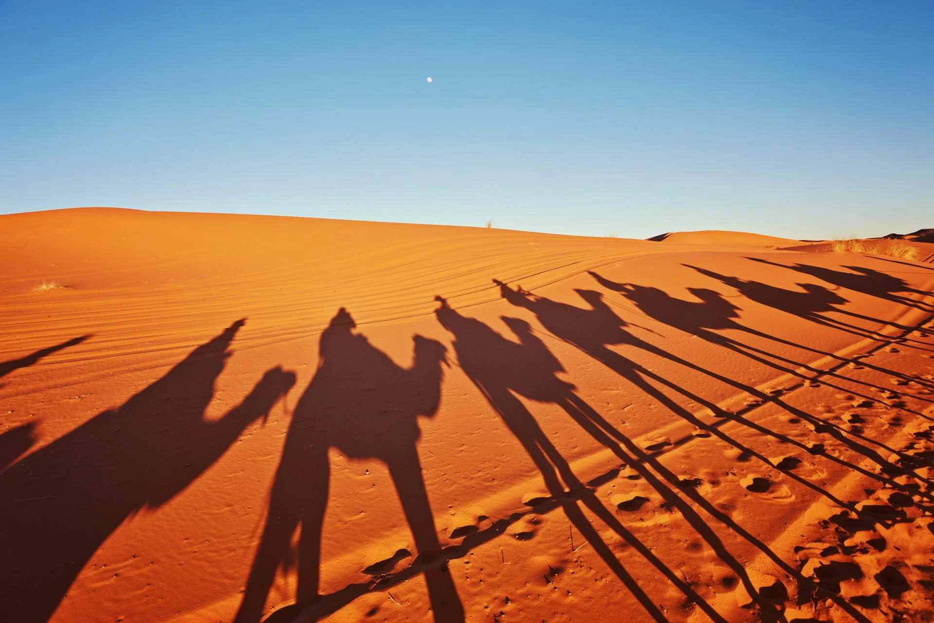 Golden Hour Adventures: Dubai’s Best Sunrise Safari Tours