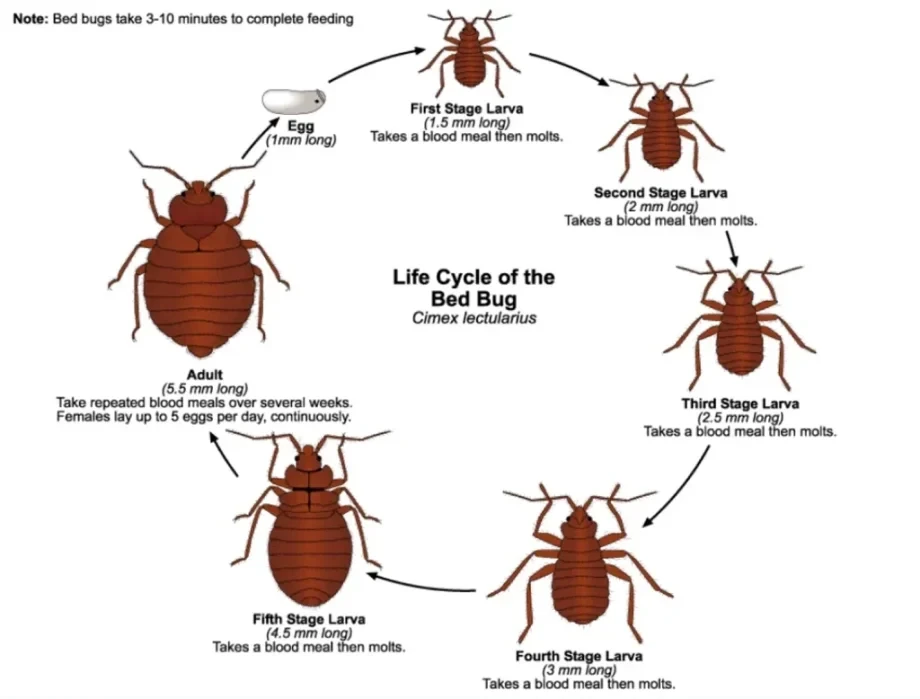 How Can Erdye's Pest Control Help You With Pest Control in Appleton, Wisconsin?
