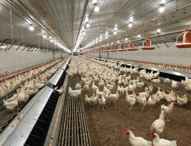Poultry Housing System: A Comprehensive Guide