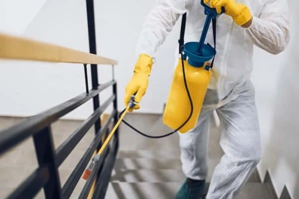 Command and control with Termite control services in Sydney