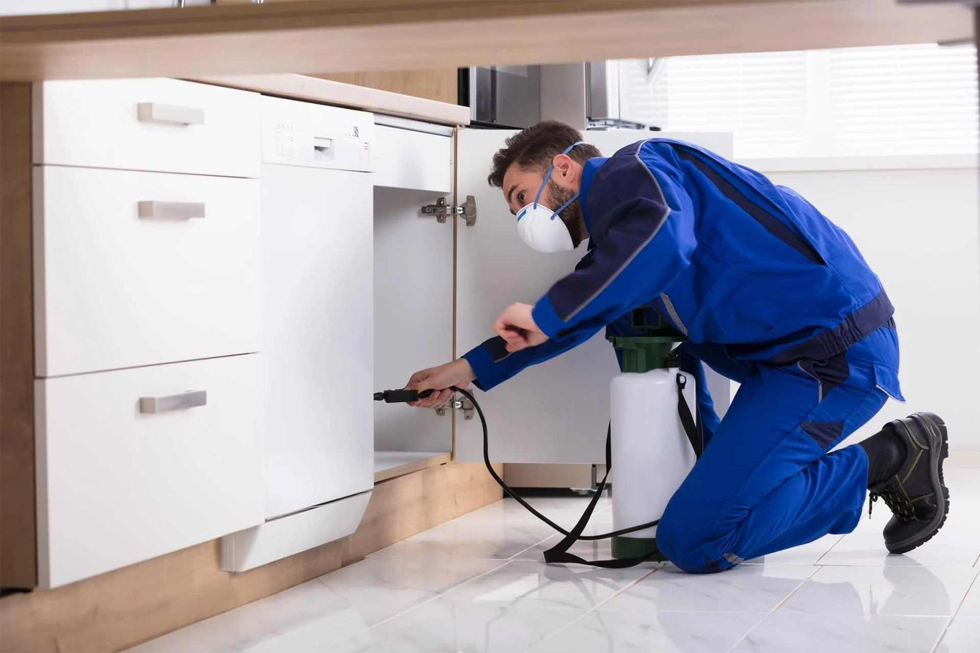 Termite control services in Sydney protect Property values