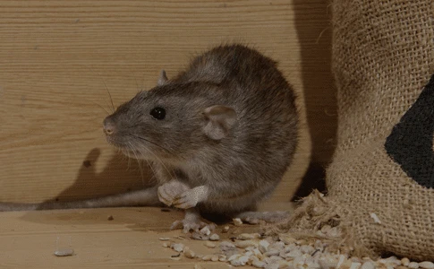 Possum Removal services in Sydney