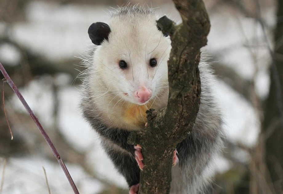 Possum Removal Services in Sydney That Will Solve Your Problem