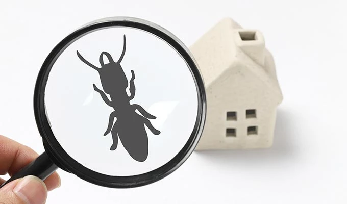 Pest Inspection Services in Sydney for Protection without Poisons
