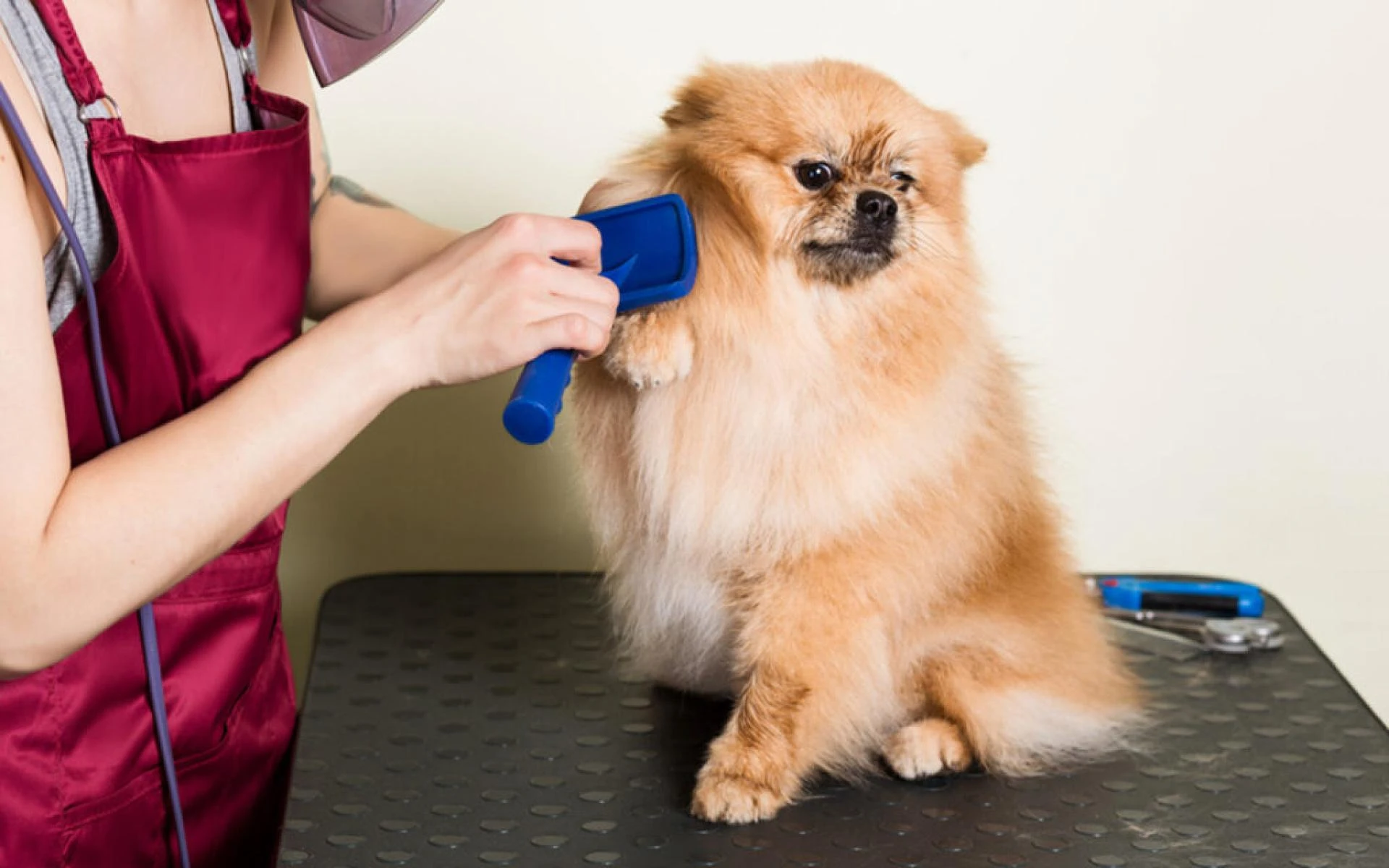 Pamper Your Furry Friend: Why Pet Grooming in Ajman is a Must