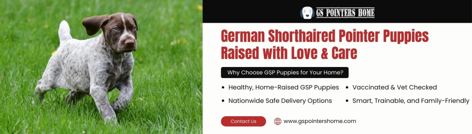 Discover Your Perfect Companion: German Shorthaired Pointers Puppy Adoption at German Shorthaired 