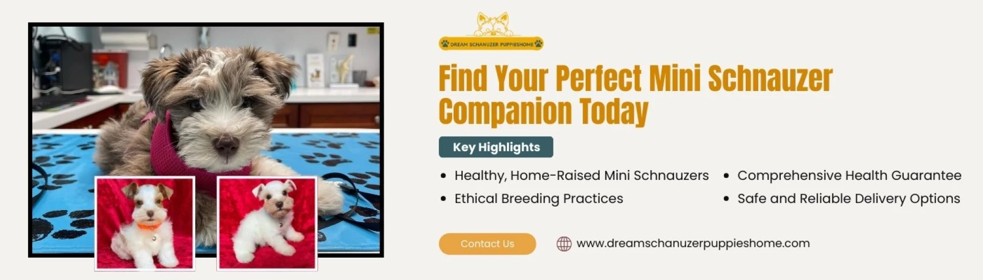 Find the Best Home Puppies at Dream Schnauzer Puppies Home