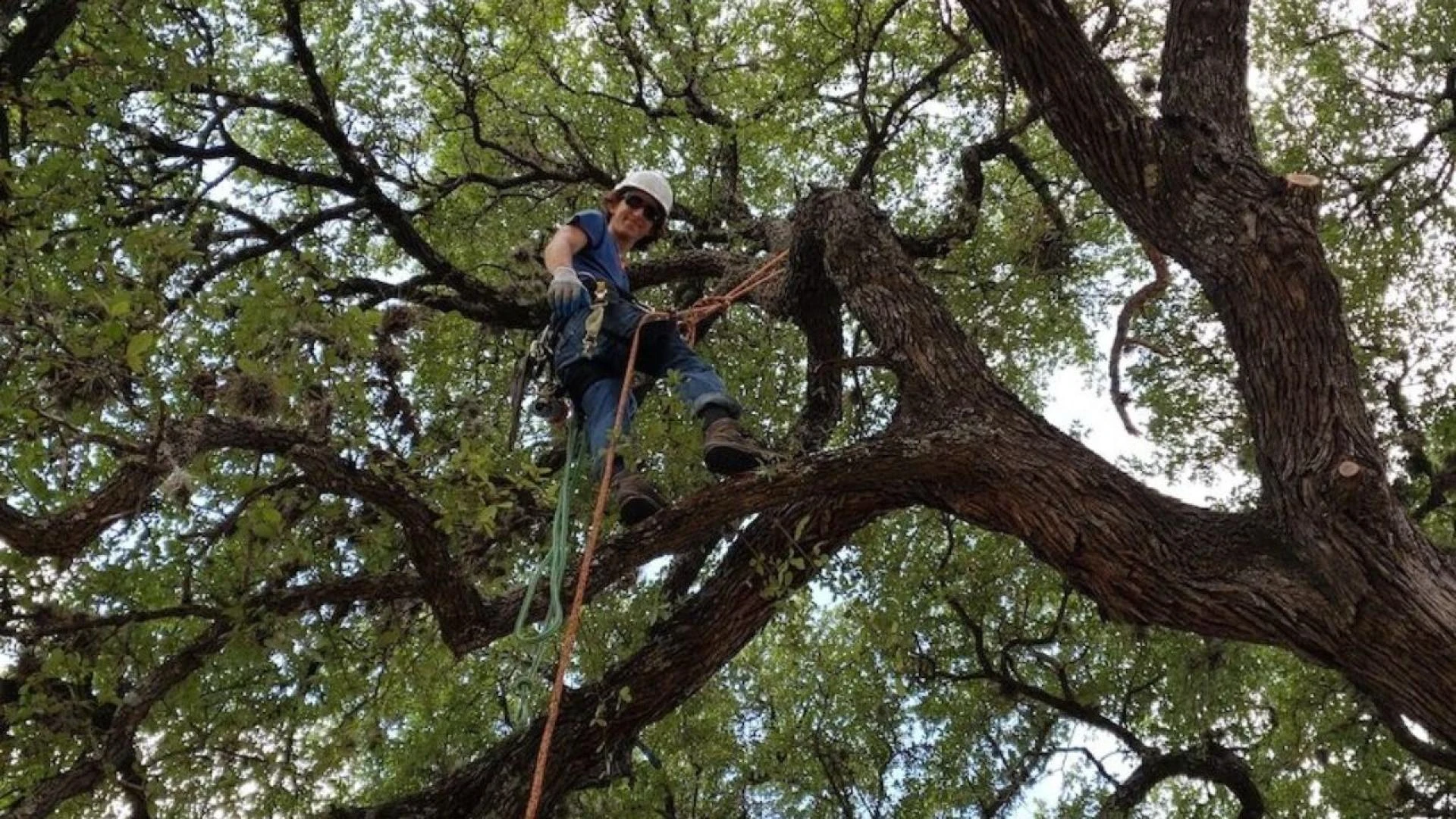How Professional Tree Pruning Services Enhance Tree Health and Curb Appeal
