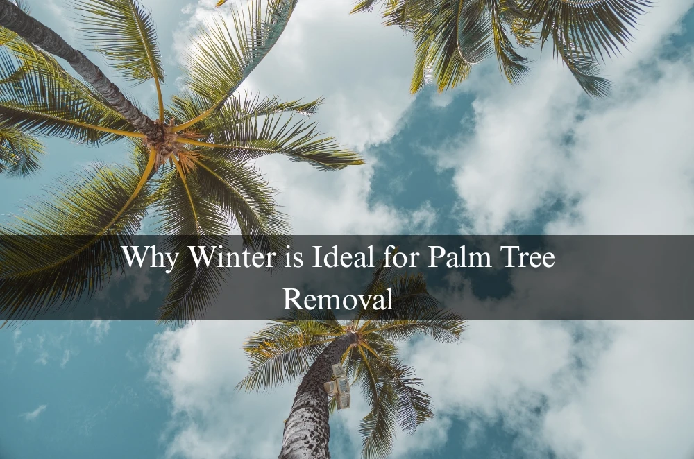 Why Winter is Ideal for Palm Tree Removal