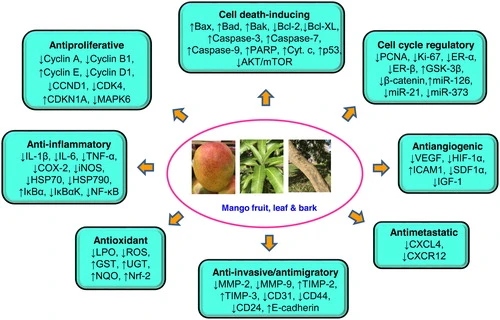 Unlocking the Benefits of Mango Leaves Sexually & Their Connection to the CPK Enzyme