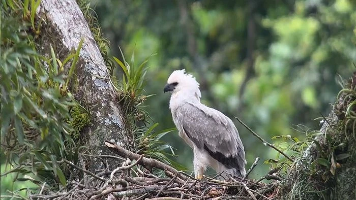 How Extreme Weather Events Disrupt Vagrant Bird Patterns?