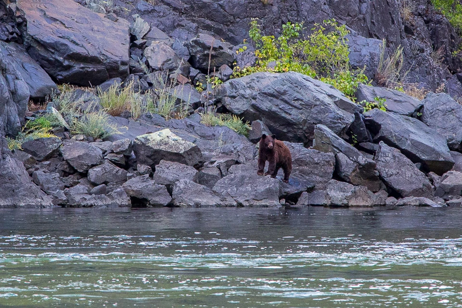 Why Whitewater Rafting Is the Ultimate Summer Adventure in Idaho