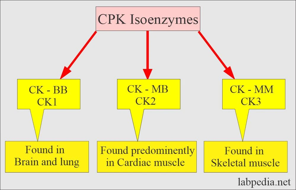 Understanding Creatine Phosphokinase: What Your Blood Is Telling You