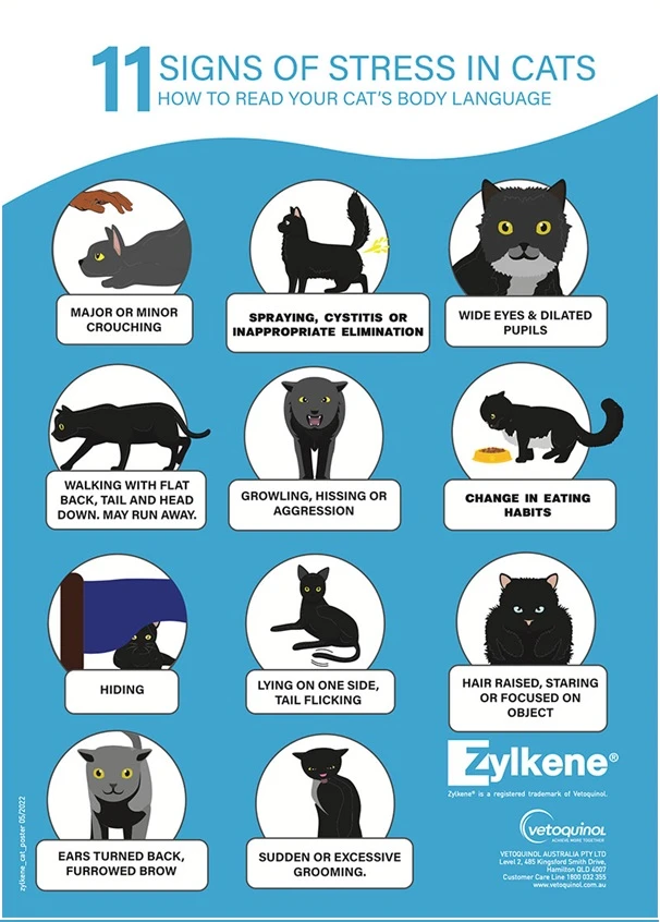 Signs of Stress in Cats: Recognizing the Signs at Keysborough Veterinary Practice